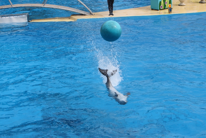 Marineland - Dauphins - 070